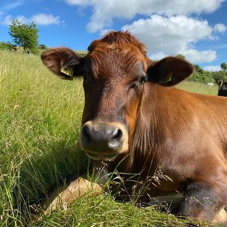 Dom wakacyjny House Kellisch 1822 Steffeln