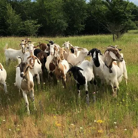 Feriehus House Kellisch 1822 Steffeln