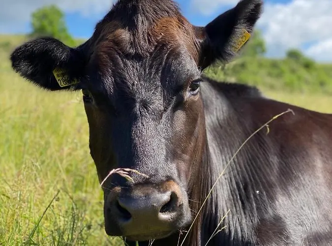 House Kellisch 1822 * 施泰弗尔恩