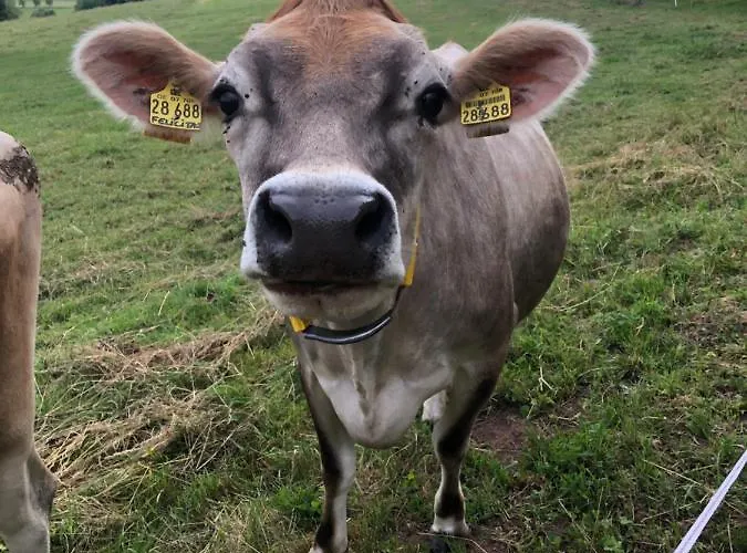 House Kellisch 1822 施泰弗尔恩