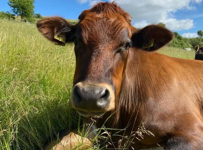 度假居 House Kellisch 1822 施泰弗尔恩