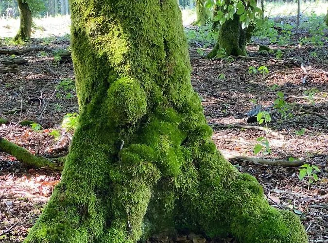 House Kellisch 1822 別荘